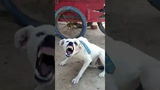 Aggressive Dog Cake Sound 😡🎂 | Real Reaction 🐶