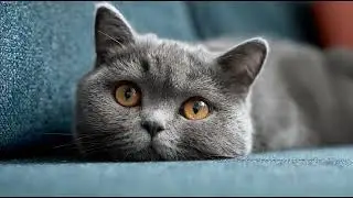 Playlist(cat purring) - Enchanted by a Majestic Cat 🐾✨
