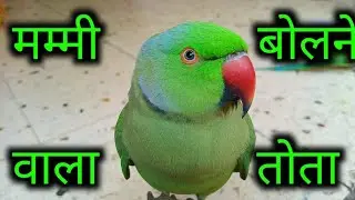 Talking parrot video || Mummy Mummy || Mitthu Mitthu ʘ⁠‿⁠ʘ