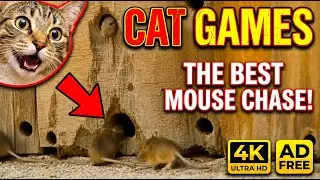 CAT GAMES   Catching Mice! Entertainment Video for Cats to Watch | CAT & DOG TV