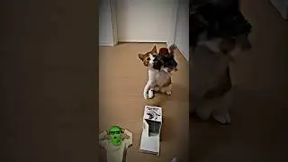Flying Bird Pet Toy😻