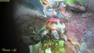 Time Lapse Fraggle Rock Tortoise [Пт 07.08.20]