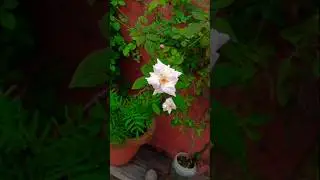 Beauty lies in the eyes of beholder #song #music #gardening #trending #watersong #viral #nature#love