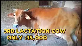 local cow for sale in Mayurbhanj,Baripada || Cross Breed cow #cow farming ||