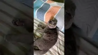 Living Life to the Fullest with Cats 😺: Discovering the Joys of Blue Cats! #Cats #BlueCats...