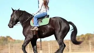 𝐏𝐀𝐁𝐋𝐎  5 yr old Percheron/Quarter Horse Cross Gelding