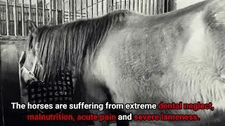 10 Horses Seized in 1st Neglect Case of 2020