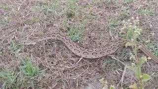 Russell Viper Catching and rescuing Untrained Professional