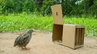Technique Build Easy Bird Trap Using Branches Paper box - Creative Bird Trap