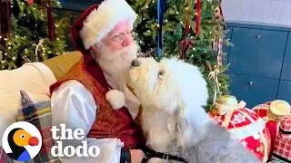 Santa Came Early For These Very Good Dogs | The Dodo