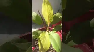 Beautiful indoor Decor plant Philodendron lemon lime #houseplant #airpurifierplant #ytshorts #viral