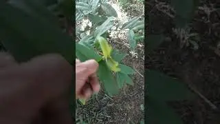 Floresta ombr&oacute;fila mista🌳🇧🇷