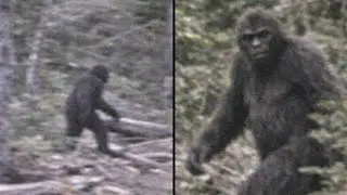 Bigfoot Filmed in a Remote Mountain Forest | Bigfoot Sightings
