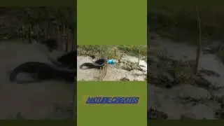#python trap using live chicken#anaconda#cobra
