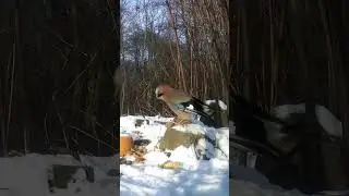 Jay in the garden sounds#birds #Corvids #birdwatching #ornithology #animals #garden