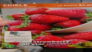 Все звезды клубники Fragaria ananassa Еще одна отличная находка в Walmart вот почему!