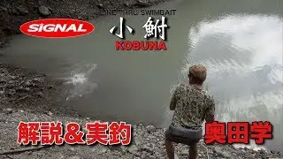 シグナル 　小鮒　陸っぱり　kobuna　swimbait　bigbass