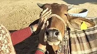 Live: गाय माता का प्यार भरा पल 🐄🫶♥️ Dil choo lene wala