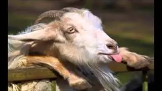 Goat Simulator Bonus Track 5 Minute Loop