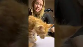 10 Week Maine Coon Weight Check #mainecoonkittens #kitten #mainecooncats #c4mainecoonstn