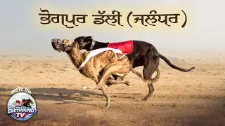 🔴LIVE | WORLD GREYHOUND DOG RACING | FLAT RACE 440 Feet 2026/02/24 #45