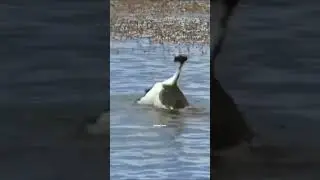 Amazing bird behaviour..... #short #shorts #wildlife