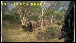 Elephants close encounter in Bandipur-Mudumalai Forest Road | Bandipur Forest Safari