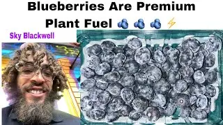 Blueberries Are Premium Plant Fuel 🫐 🫐 ⚡️ (Sky Blackwell)