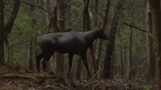 Jannaram WildLife Package Tour