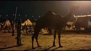 dancing oont bigest camel in pakistan..at sohrab goth.(@harrisaliali)