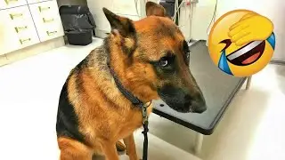 Special moments for animals in 2025 😅 #funny_videos #animals #funny_animals