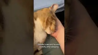 Spunky Loves Headscratches #catshorts #cutecat #cute #kitty #cat #headscratches #happy