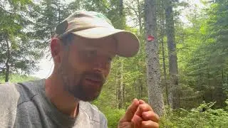Creeping snowberry July 15 2025