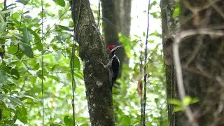 Crimson-Crested Woodpecker (Campephilus melanoleucos melanoleucos) female, French Guiana