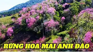 RỪNG HOA MAI ANH Đ&Agrave;O ĐẸP NHẤT Đ&Agrave; LẠT - FLYCAM 4K