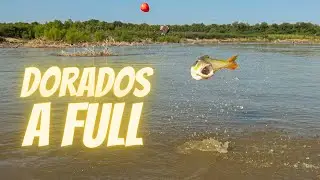 🇦🇷 ¡¡DORADOS A FULL!! ¡YA quiero volver a pescar al Río Dulce! [PARTE 1]