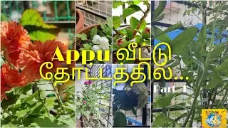 Appartment Garden||Appartment  தோட்டம்|மாடித்தோட்டம்|Mr Appu vlogs