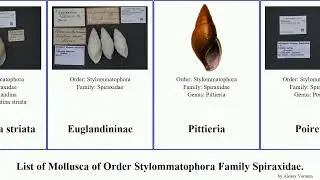 List of Mollusca of Order Stylommatophora Family Spiraxidae. euglandina poiretia featuring cornea