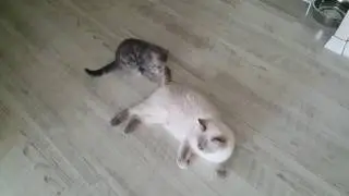 버큼이를 강하게 키우는 노춘이 [콩단맘,고양이,스코티쉬폴드,스코티쉬스트레이트]