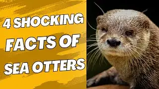4 Fascinating Facts About Sea Otters That Will Surprise You!
