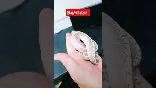 the best ball python morphs! #youtubeshorts #animals #snake #shorts