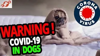 🐕 WARNING! Can Dogs Infect You With The Coronavirus?