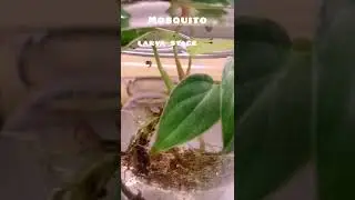mosquito, larva stage, pupa stage #biology #mosquito