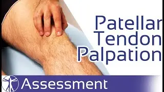 Patellar Tendon Palpation | Patellar Tendinopathy