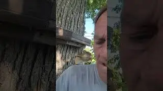 Бумер ведёт себя как белка, а Вуди берёт троих в свою нору #бурундук #бумер #вуди #умный #дружелю...