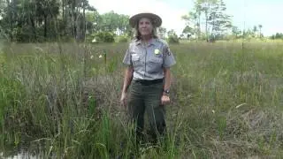 SWAMP Habitats