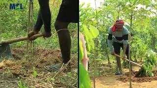 Mahanadi Coalfields Limited | Plantation | Bio-reclamation Activities | Ministry of Coal