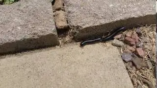 Millipede. Back half of body almost cut off, but still going strong!