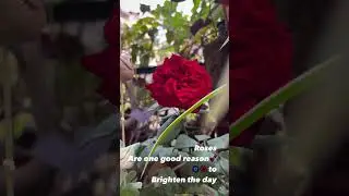 English Roses #love #flowers #resilience #beauty #passion  #gardeningtips #gardenjoy