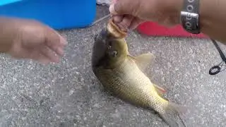 Carp hunting in Maryland (2 )